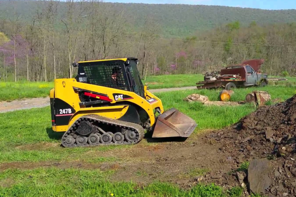 bobcat
